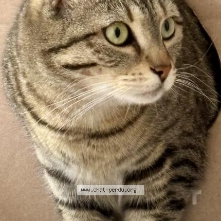 Photo 1/1 Terreur Chat lost in Villaines la juhel