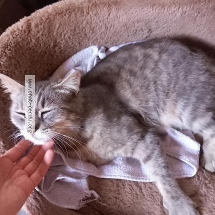 Photo 1/1 Frimousse Chat lost in Saint venant