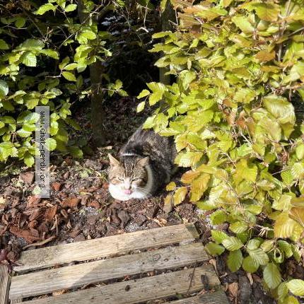 Photo 1/1 Found cat Found in Fontaine au bois