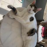 Picture of cat lost at Pouldreuzic