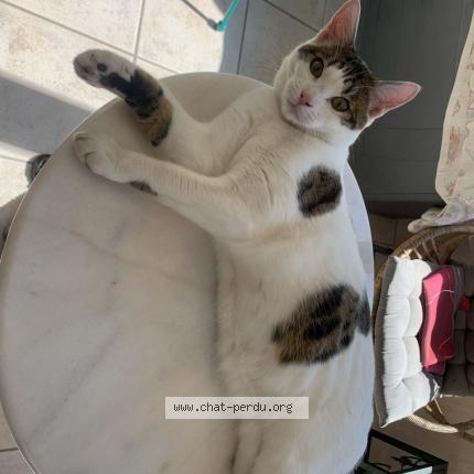 Photo 1/1 Zorro Chat lost in Pouldreuzic