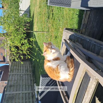 Photo 1/1 Found cat Found in Sainghin en weppes