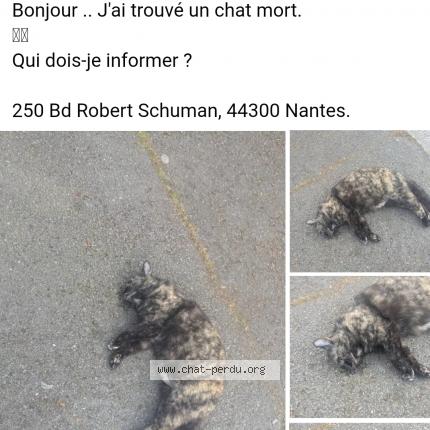 Photo 1/1 Found cat Found in Nantes