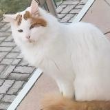Picture of cat lost at Villers Le Lac