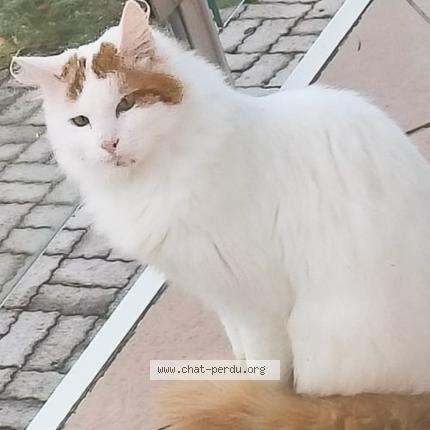Photo 1/1 Ulysse Chat lost in Villers le lac