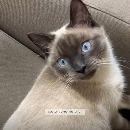 Photo 1/1 Scooter Chat lost in Pau