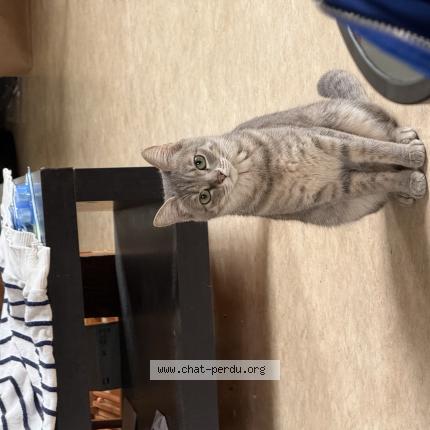 Photo 1/1 Boo Chat lost in Auch