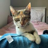 Picture of cat lost at Bourg En Bresse