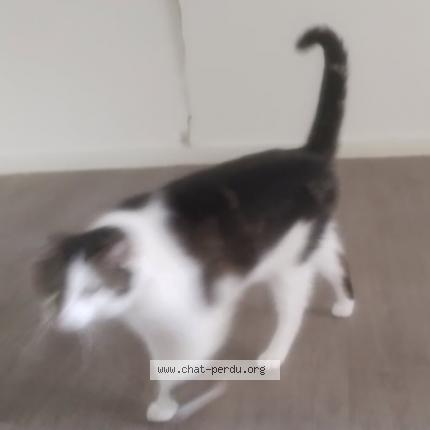 Photo 1/1 ROCKY Chat lost in Lyon