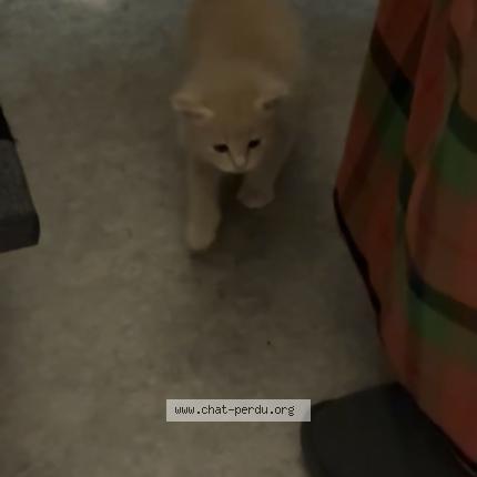 Photo 1/1 Milhas Chat lost in Dijon