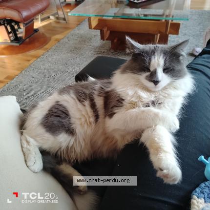 Photo 1/1 Chupa Chat lost in Napierville