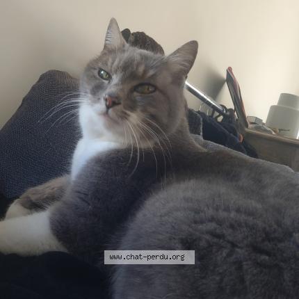 Photo 1/1 Grisette Chat lost in Cheval blanc