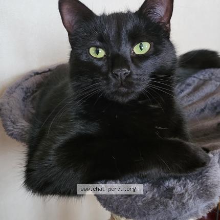 Photo 1/1 &Eacute;CLIPSE Chat lost in Elancourt