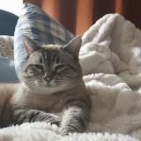 Picture of cat lost at 12425