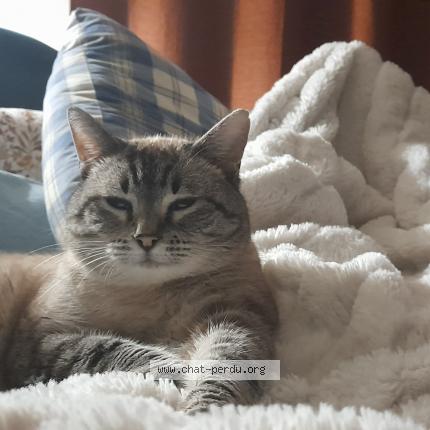 Photo 1/3 FRIMOUSSE Chat lost in 12425