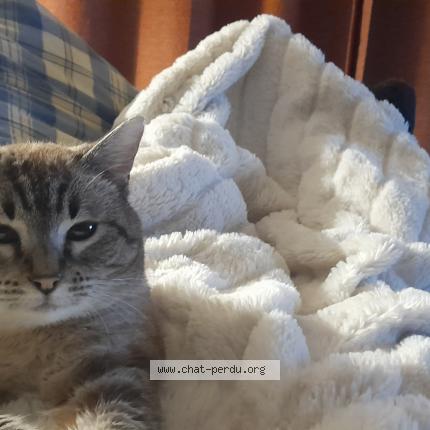 Photo 3/3 FRIMOUSSE Chat lost in 12425