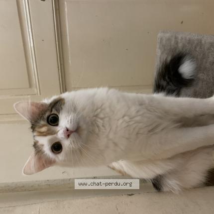 Photo 1/1 Naya Chat lost in Paris