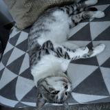 Picture of cat lost at Nice