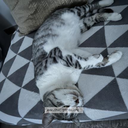 Photo 1/1 Bibi Chat lost in Nice