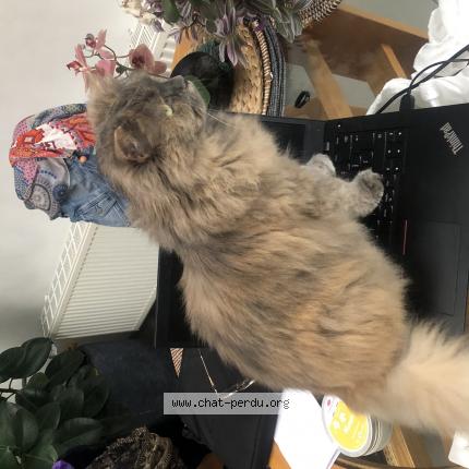 Photo 1/1 Grisou Chat lost in Tournai