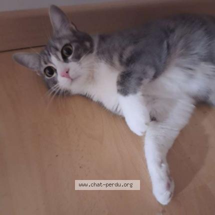 Photo 1/1 Zina Chat lost in Romans sur isere