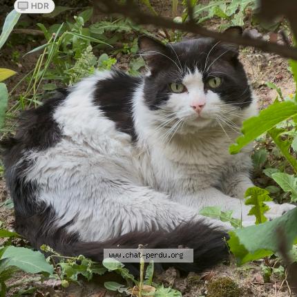 Photo 1/1 Found cat Found in Paris