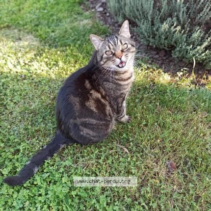 Photo 1/1 Lucky Chat lost in Appoigny