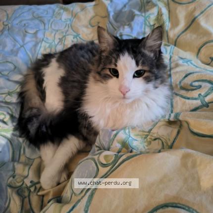 Photo 1/1 Gunther Chat lost in Melsheim