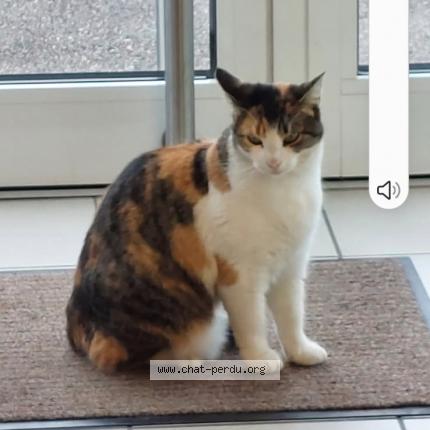 Photo 1/1 Minette Chat lost in Hagondange