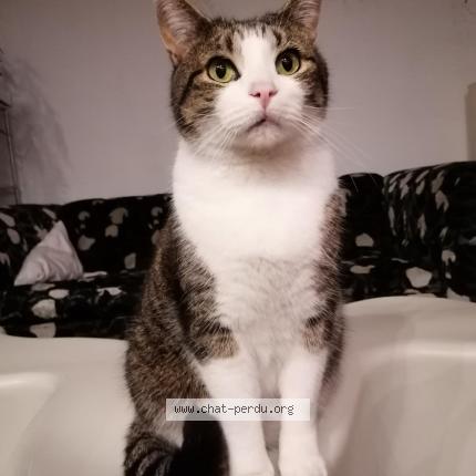 Foto 1/1 Kat teruggevonden Vermist in Bruxelles