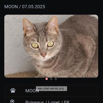 Photo 1/1 MOON Chat lost in Puiseaux