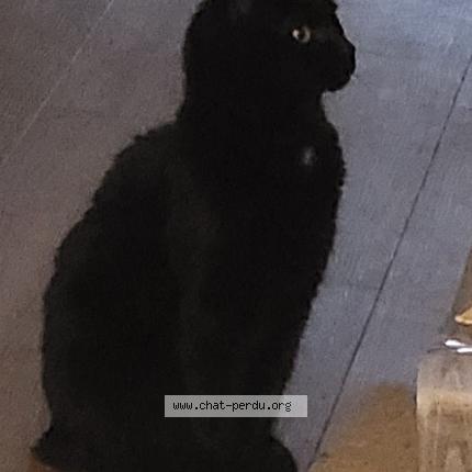 Photo 1/1 Noisette Chat lost in Serres