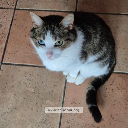 Photo 1/1 Jules Chat lost in Craponne