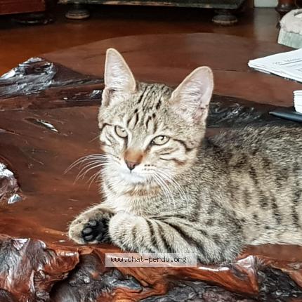 Foto 1/1 Wiedergefundene Katze Verloren in Martigny