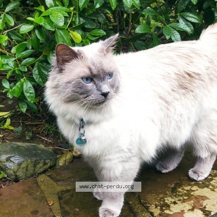 Photo 1/1 Rio Chat lost in Blainville sur mer