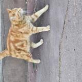 Picture of cat found at Paris