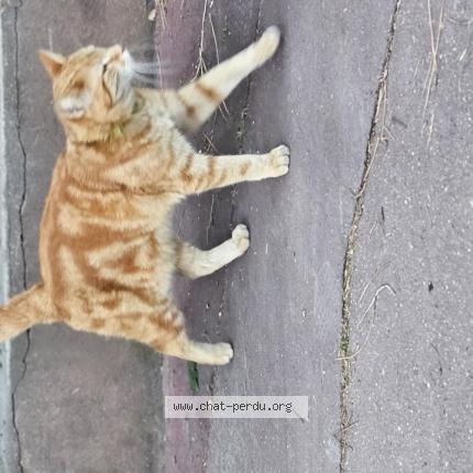 Photo 1/1 Found cat Found in Paris