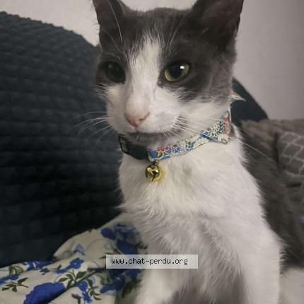 Photo 1/1 Rio Chat lost in Toulouse