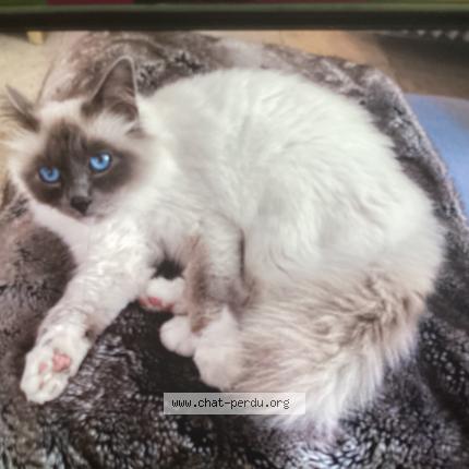 Photo 1/1 UNO Chat lost in Le thor