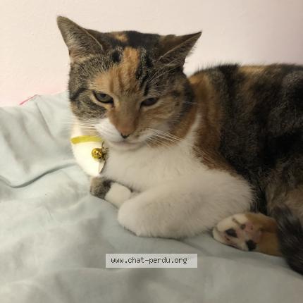 Photo 1/1 Bella Chat lost in Sainte marie la mer