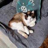 Picture of cat lost at Binche