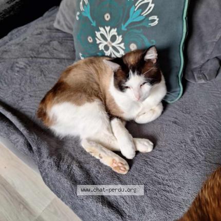 Photo 1/1 Shadow Chat lost in Binche