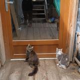 Picture of cat lost at St Arey