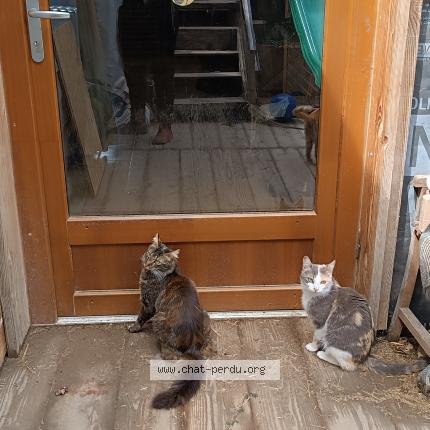 Photo 1/1 Ali Chat lost in St arey