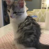 Picture of cat lost at Rebais