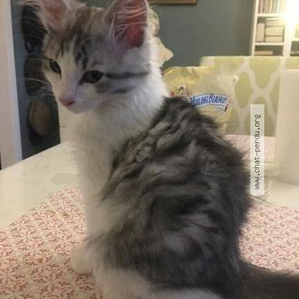 Photo 1/1 MUSSO Chat lost in Rebais