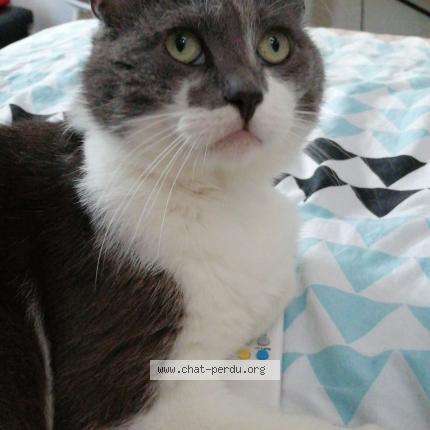 Photo 1/1 Mousseron Chat lost in Auchel