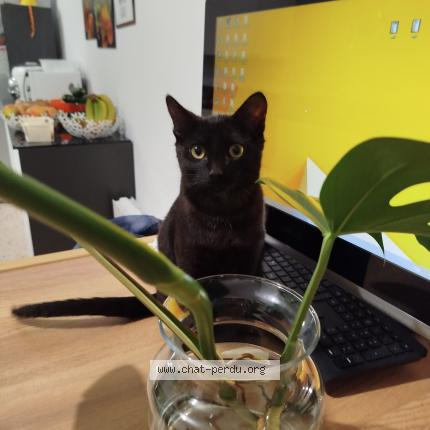 Photo 1/1 Gilou Chat lost in Meaulte