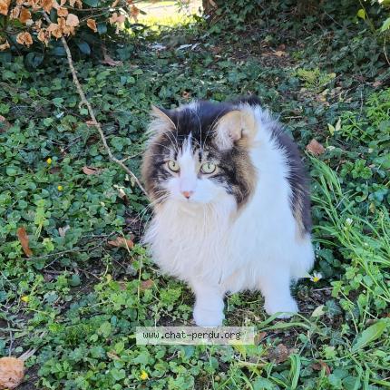 Photo 1/1 Jacob Chat lost in Saint aubin de cretot