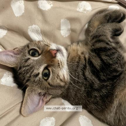 Photo 1/1 Tsuki Chat lost in Villers bretonneux